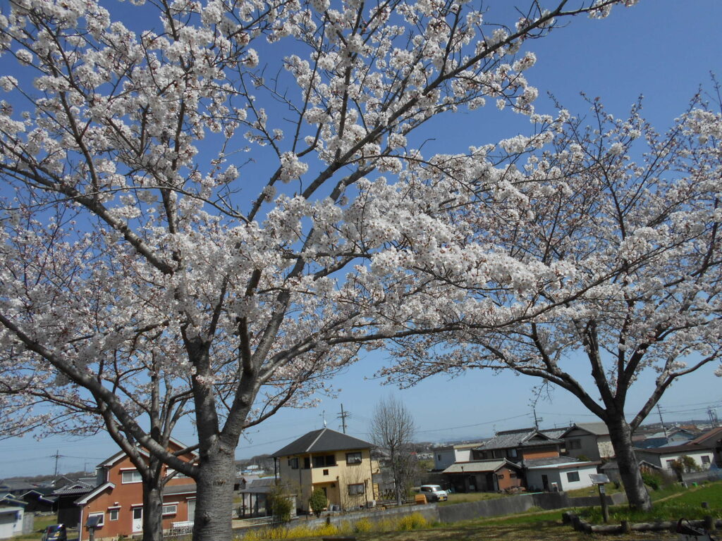 づつみ 小野 回廊 桜 幻想的な「逆さ桜」人気 桜づつみ回廊が見ごろ